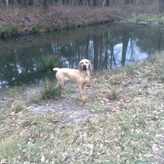 Fila Brasileiro Kennel Edmundo Holland