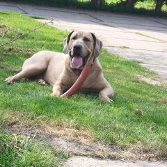 Fila Brasileiro Kennel Edmundo Holland