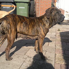 Fila Brasileiro Kennel Edmundo Holland