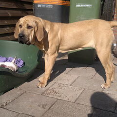 Fila Brasileiro Kennel Edmundo Holland