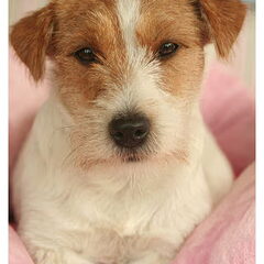 Hunters Pride, of the Jack Russell Terriers