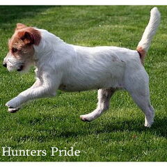 Hunters Pride, of the Jack Russell Terriers