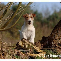 Hunters Pride, of the Jack Russell Terriers