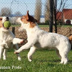 Hunters Pride, of the Jack Russell Terriers