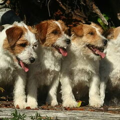 Hunters Pride, of the Jack Russell Terriers