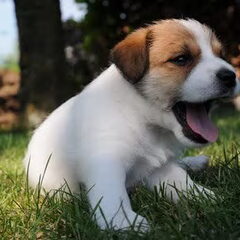 Hunters Pride, of the Jack Russell Terriers