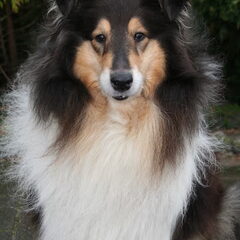 first collie love