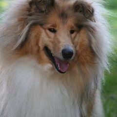 first collie love