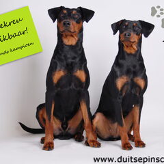Daisy's Pride Duitse Pinschers