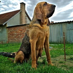 OF Joyful Happiness - Bloodhounds