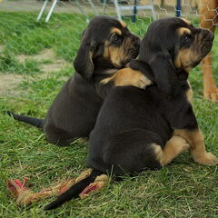 OF Joyful Happiness - Bloodhounds