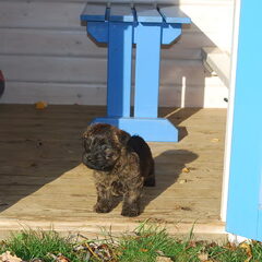 Red Creek Rebels Cairn Terriers