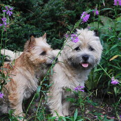Red Creek Rebels Cairn Terriers