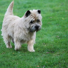 Red Creek Rebels Cairn Terriers