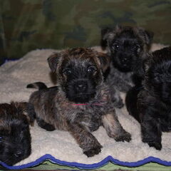 Red Creek Rebels Cairn Terriers