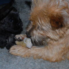 Red Creek Rebels Cairn Terriers
