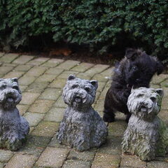 Red Creek Rebels Cairn Terriers