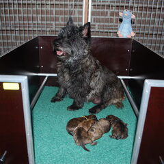 Red Creek Rebels Cairn Terriers
