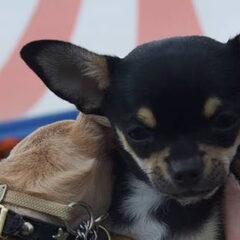 La Casa De Chihuahua's