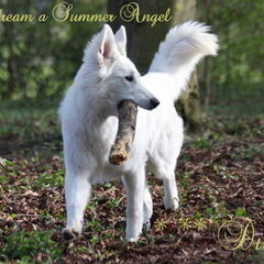 ***A Vivid Daydream Zwitserse Witte Herders