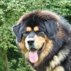 Jinâdhâra kennel