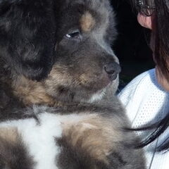 Jinâdhâra kennel