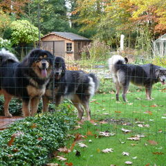 Jinâdhâra kennel