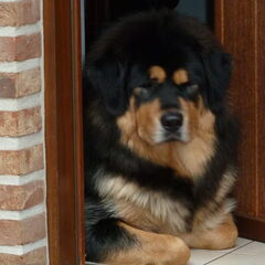 Jinâdhâra kennel