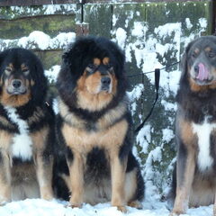 Jinâdhâra kennel
