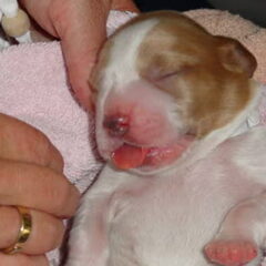 Of The New Born Beauty's