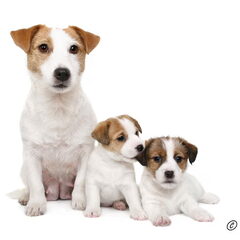 Baci, JRT kennel van 't