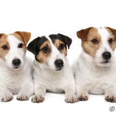 Baci, JRT kennel van 't