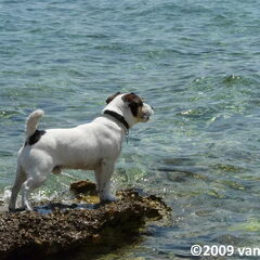 Baci, JRT kennel van 't