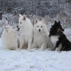Schylger Samoyeds