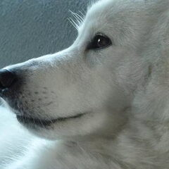 Schylger Samoyeds