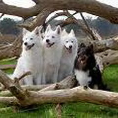 Schylger Samoyeds
