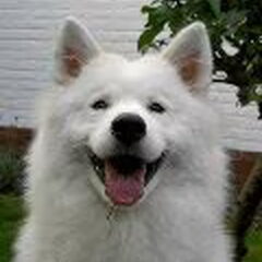 Schylger Samoyeds