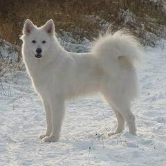 Schylger Samoyeds