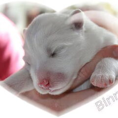 Schylger Samoyeds