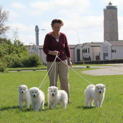 Schylger Samoyeds