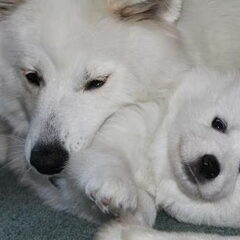 Schylger Samoyeds