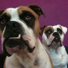 RebelBullys