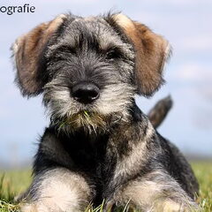 peper en zout Riesenschnauzerkennel van de Telgthoeve, Trea Kroeske