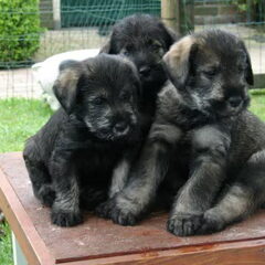 peper en zout Riesenschnauzerkennel van de Telgthoeve, Trea Kroeske