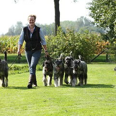 peper en zout Riesenschnauzerkennel van de Telgthoeve, Trea Kroeske