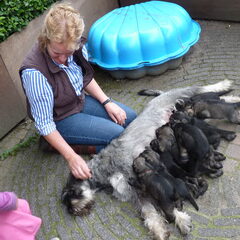 peper en zout Riesenschnauzerkennel van de Telgthoeve, Trea Kroeske