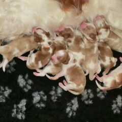 Of The New Born Beauty's