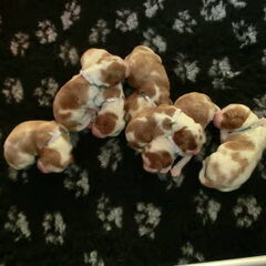 Of The New Born Beauty's