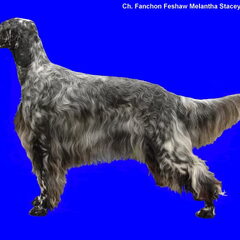FANCHON FCI reg.nr: 27012
