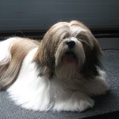 Destination of Love, Lhasa apso kennel